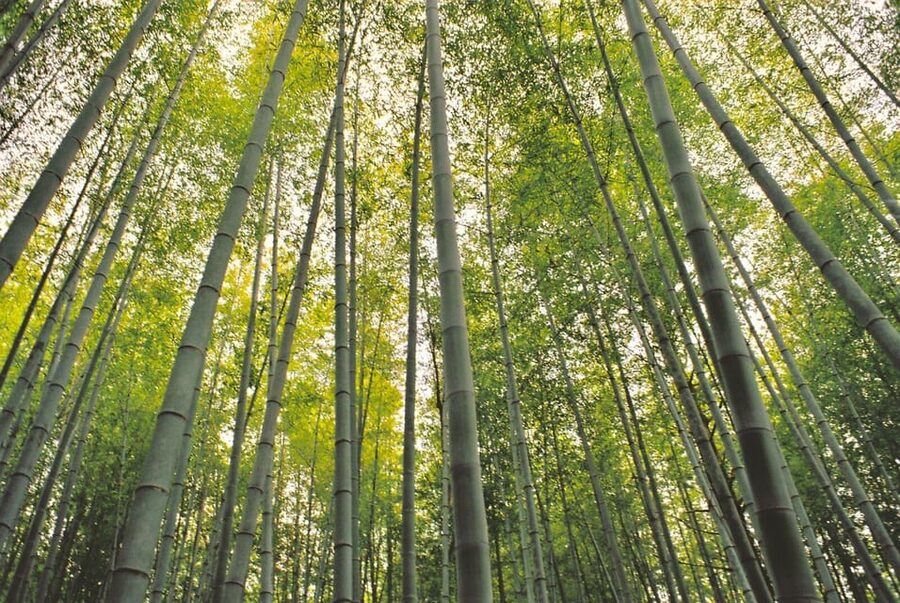 1-Day Tour from Nagoya: Hiking the Historic Nakasendo Trail - The non-hiking option for a gentler day