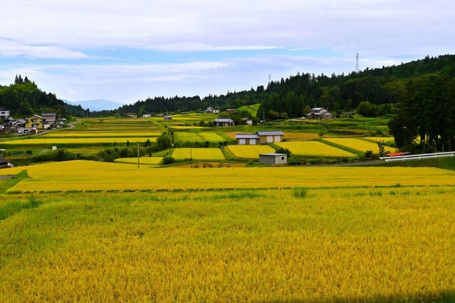 1-Day Tour from Nagoya: Hiking the Historic Nakasendo Trail - Starting at Nagoya Station at 9:30 A.M.