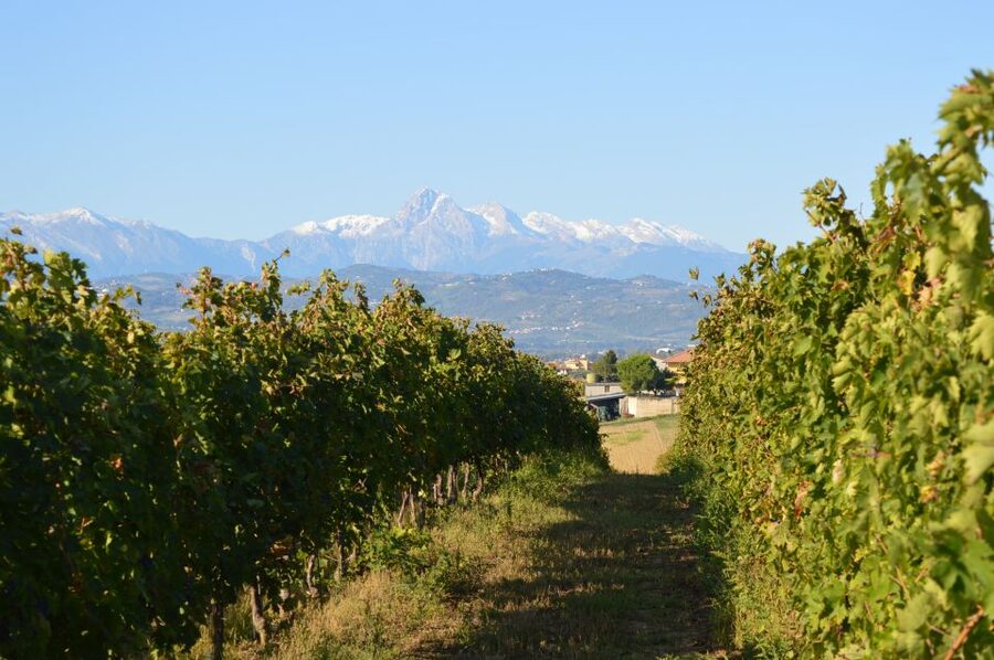 Abruzzo: Historic Cellar Wine Tour and Tasting - Inside the cellar and beside the largest barrel