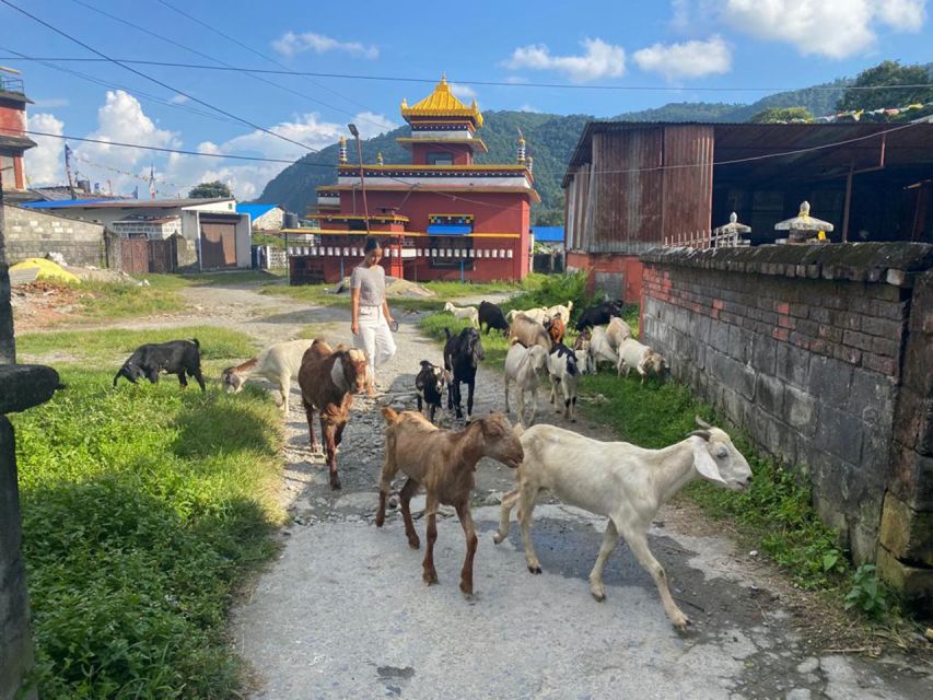 Afternoon Tibetan cultural tour - Tashi Palkhel Tibetan Settlement and everyday life