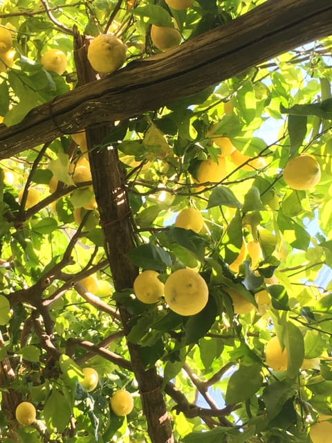 Amalfi Organic Lemon Tour & Tasting in the Historical Garden - The engineering behind the stone walls and water