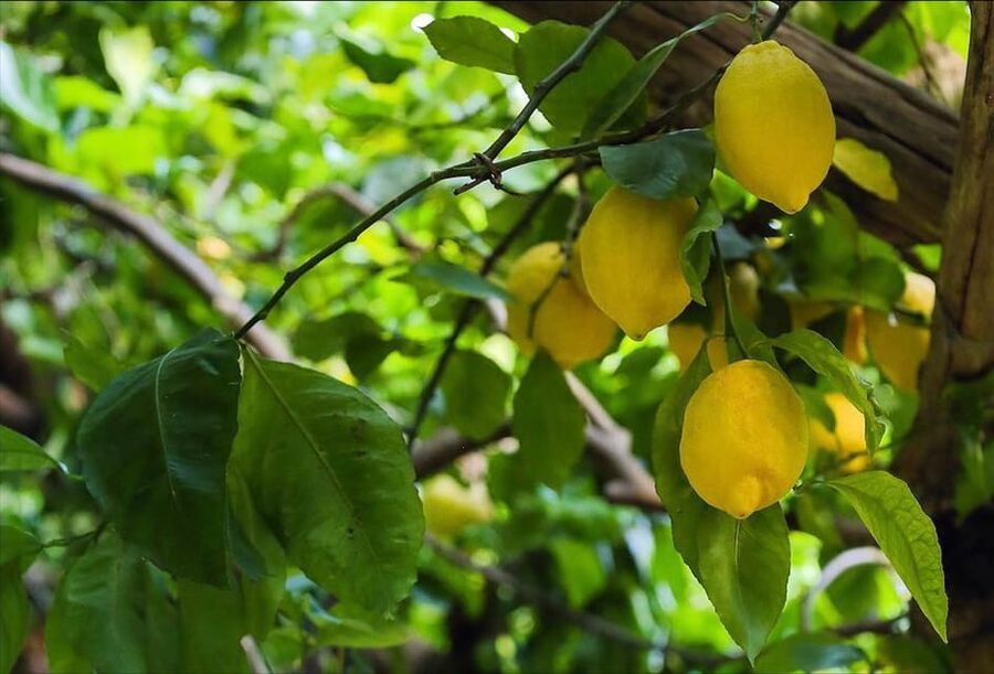 Amalfi Organic Lemon Tour & Tasting in the Historical Garden - When to go and what the lemon trees look like