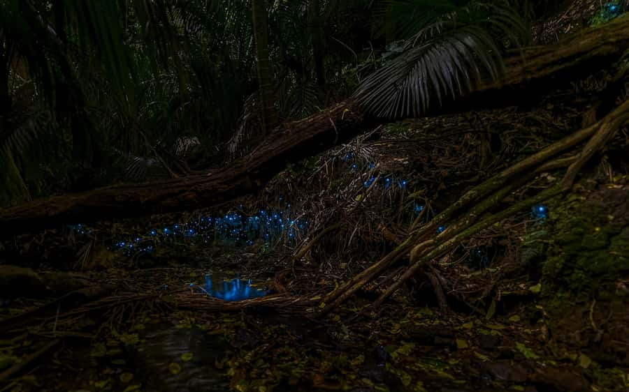 Auckland: Inner-City Glowworm Experience in Ancient Volcano - Why glowworms in the middle of Auckland matter