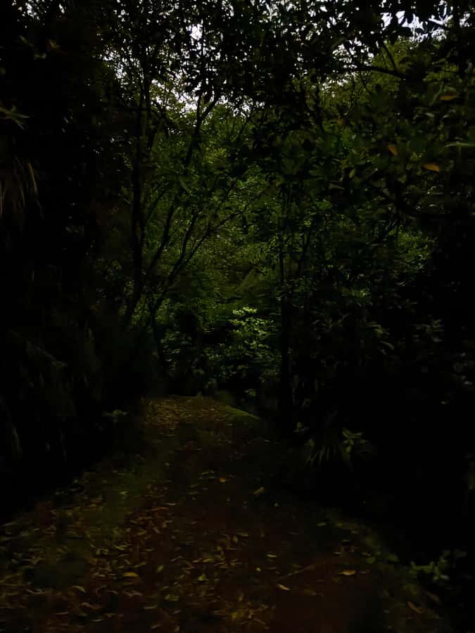 Auckland: Inner-City Glowworm Experience in Ancient Volcano - The guides make the short tour worthwhile