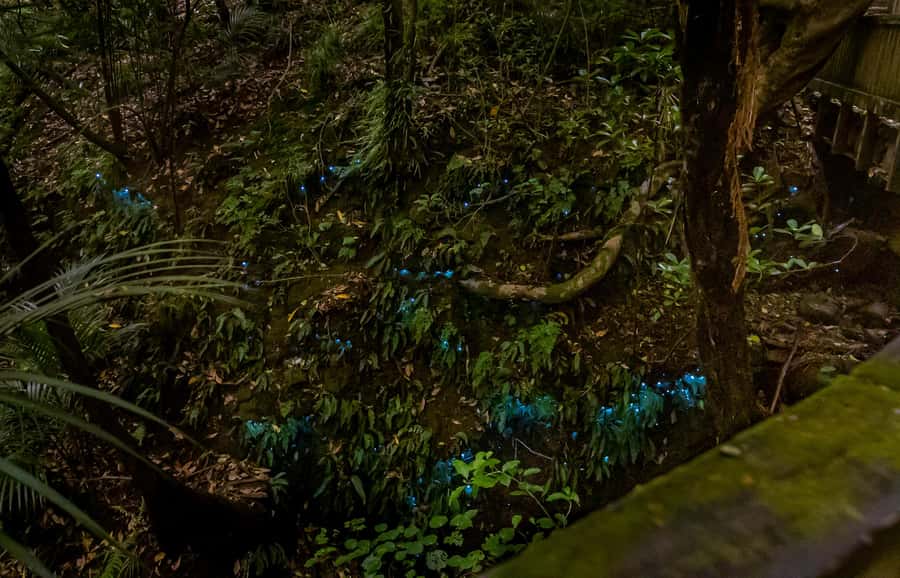 Auckland: Inner-City Glowworm Experience in Ancient Volcano - Practical tips for a better evening