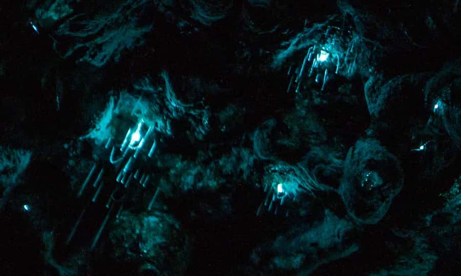 Auckland: Inner-City Glowworm Experience in Ancient Volcano - Meeting at Wintergarden Cafe and entering Pukekawa