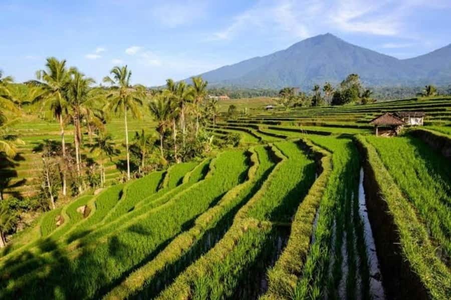 Bali: Private UNESCO World Heritage Sites Tour - Four Bali highlights connected by a private car