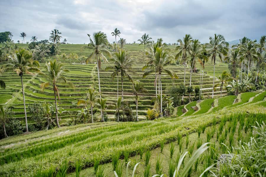 Bali: Tanah Lot UNESCO World Heritage Sites Full-Day Tour - Taman Ayun and the old royal water tradition