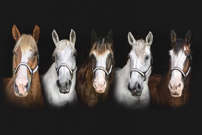 Beaufort’s #1 Horse & Carriage History Tour - The horses and the pace of the ride