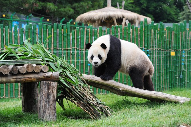 Beijing Historical Tour II including Summer Palace, Lama Temple & Panda Garden - The Summer Palace, gardens, and the limits of the visit