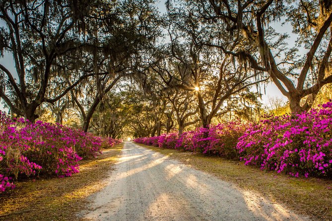 Bonaventure Cemetery & Wormsloe State Historic Site Tour - Wormsloe’s famous avenue and tabby ruins