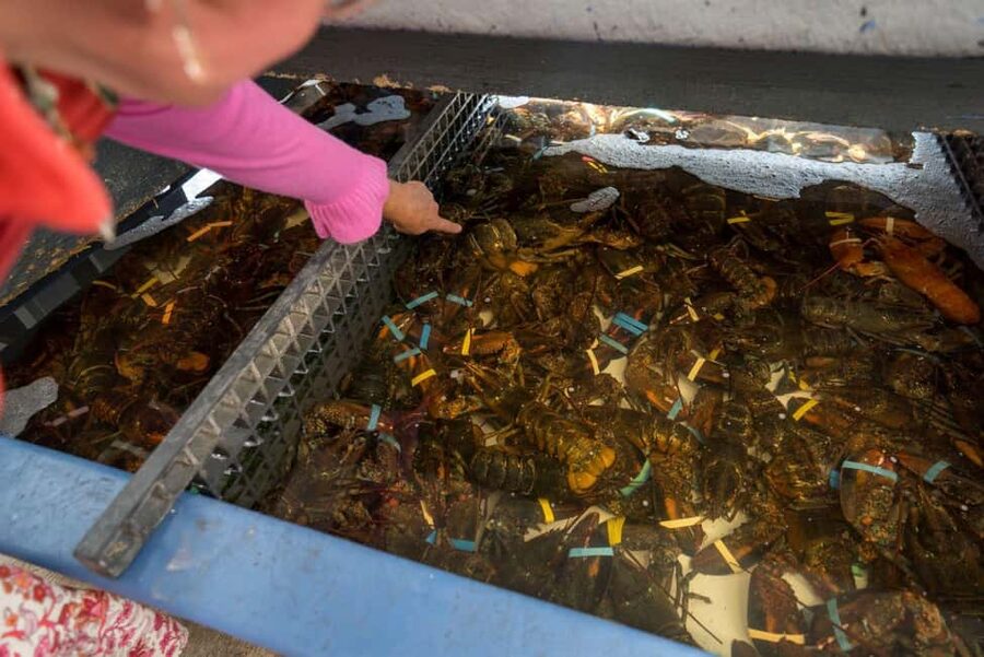 Boston: Guided Seafood Tasting and History Tour - Boston Fish Pier and the working waterfront
