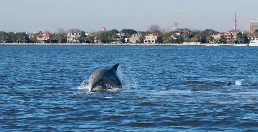 Charleston: Daytime or Sunset Historic Harbor Cruise - Starting at the Charleston Maritime Center