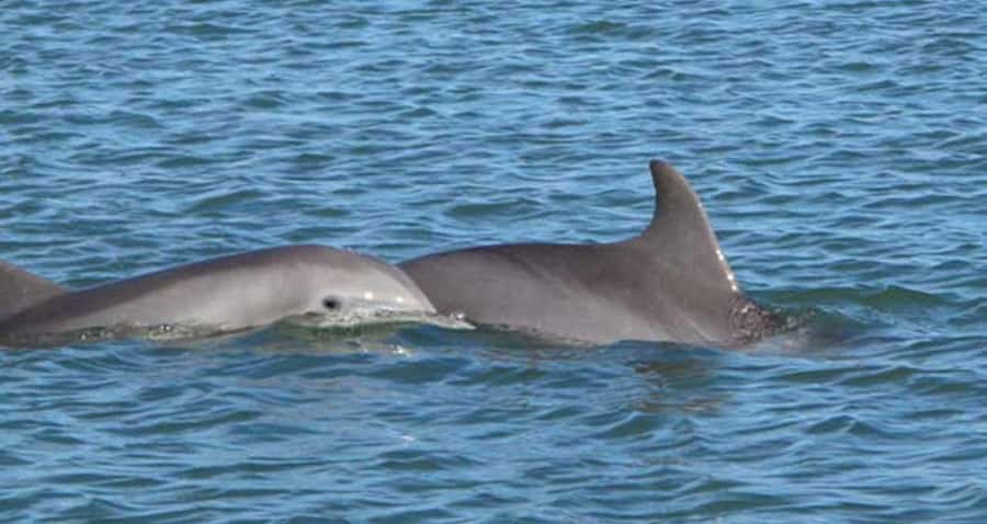 Charleston: Daytime or Sunset Historic Harbor Cruise - Dolphins, Pelicans, and What You May See
