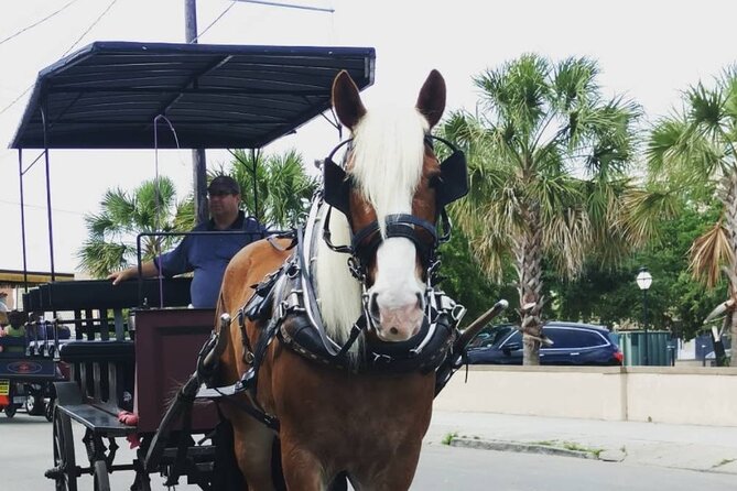 Charleston's Historic Residential Horse and Carriage Tour - Group size, comfort, and timing