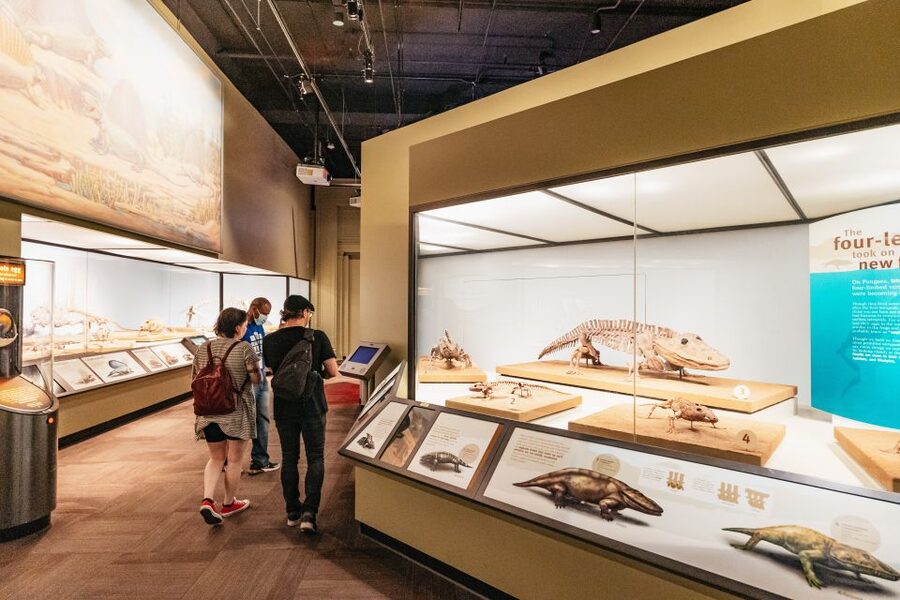 Chicago: Field Museum of Natural History Ticket or VIP Tour - Is the $29 ticket good value?