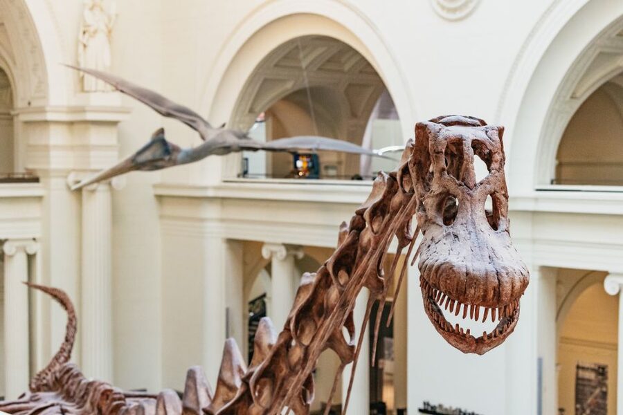 Chicago: Field Museum of Natural History Ticket or VIP Tour - Four ways to visit the Field Museum