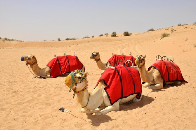 Dubai Evening Heritage Safari by Vintage G Class Al Marmoom Oasis - Key points to know before booking