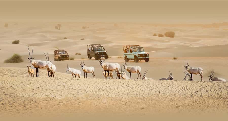 Dubai: Heritage Safari, Camel Ride & Al Marmoom Oasis Dinner - Hotel pickup and the ride to Al Marmoom