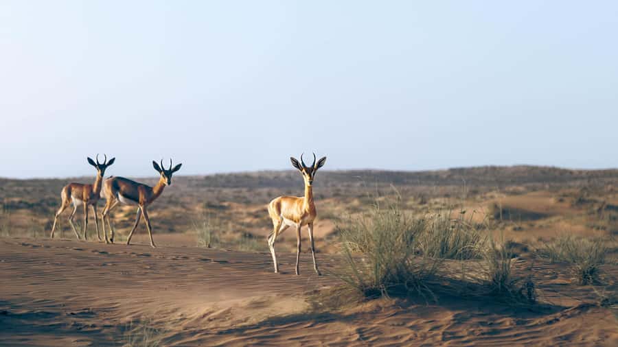 Dubai: Heritage Safari in Vintage Land Rover with Dinner - Sunset falconry with a proper sense of place
