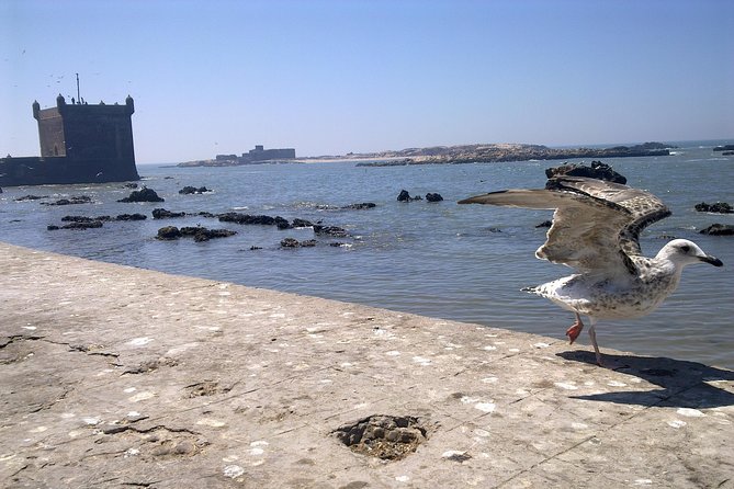 Full-Day Tour to Essaouira - The Ancient Mogador City from Marrakech - Five hours to choose your own Essaouira