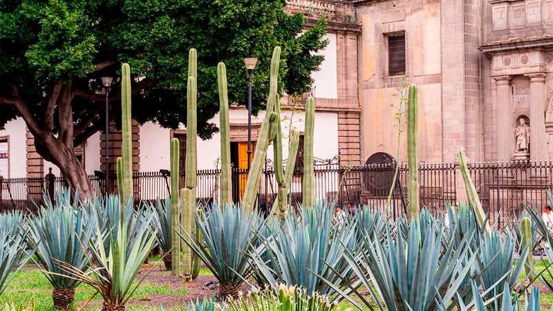 Mexico City: Historic Downtown Walking Tour - How good are the guides?