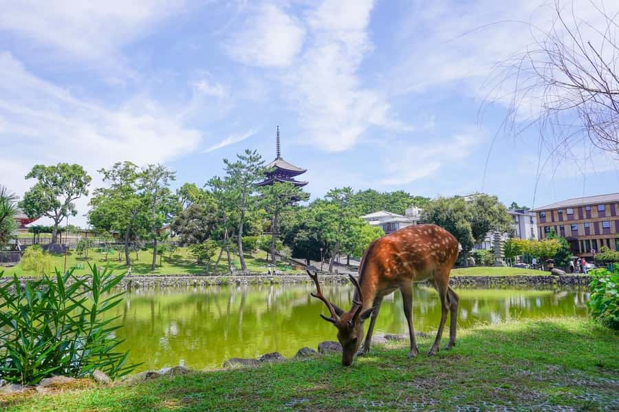 Nara: Half-Day UNESCO Heritage & Local Culture Walking Tour - Kofuku-ji sets the religious scene