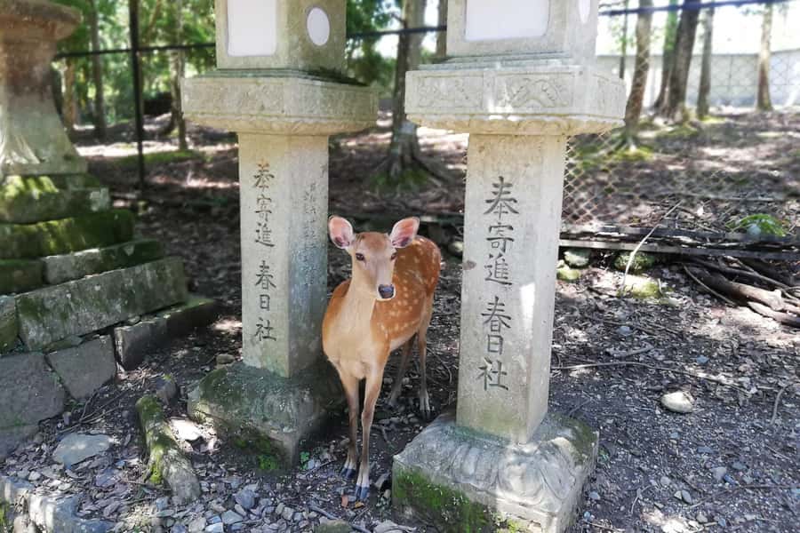 Nara: Half-Day UNESCO Heritage & Local Culture Walking Tour - Sacred deer and the right way to feed them