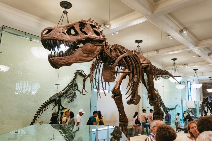 New York City: American Museum of Natural History Ticket - Why this museum deserves a full day