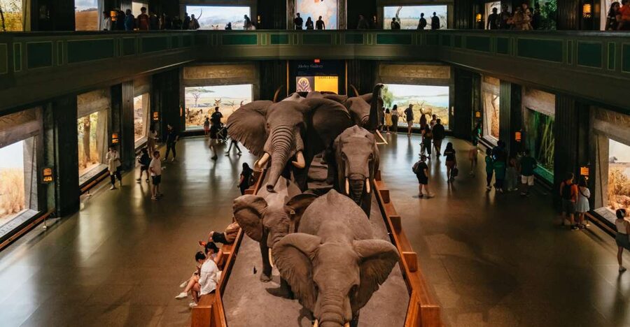 New York City: American Museum of Natural History Ticket - From the Milstein ocean hall to the butterfly vivarium