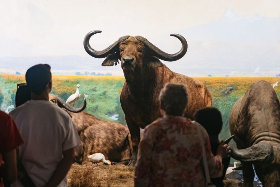 New York City: American Museum of Natural History Ticket - Ticket choices and what $37 really buys