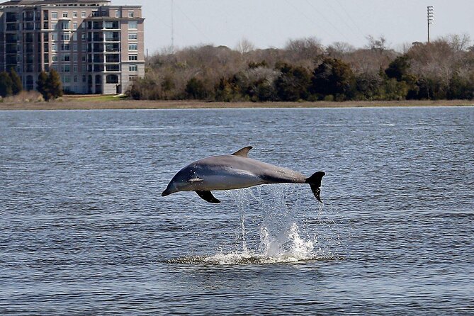 Private Morning Sail, Dolphin and History Tour on Mystique - Dolphins are the welcome bonus