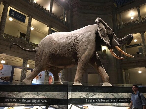 Smithsonian Museum of Natural History - Exclusive Guided Tour - Key points before you book