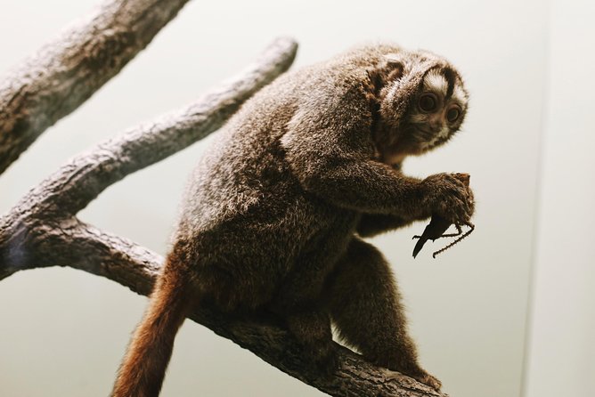 Smithsonian Museum of Natural History - Exclusive Guided Tour - Mammals on land, from elephants to polar bears
