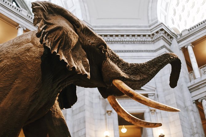Smithsonian Museum of Natural History - Exclusive Guided Tour - The guides and the style of storytelling
