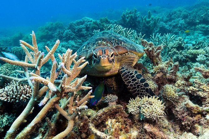 Snorkel & Dive the Reef: Sustainable, Scientific & Cultural Tour - Dry ways to see coral, fish, and the reef wall