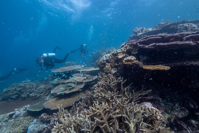 Snorkel & Dive the Reef: Sustainable, Scientific & Cultural Tour - Marine biologists, reef science, and cultural talks