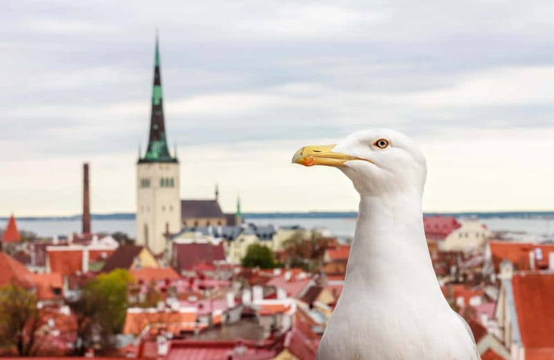 Tallinn: Guided Old Town Historical Walking Tour - What the guides add to the experience