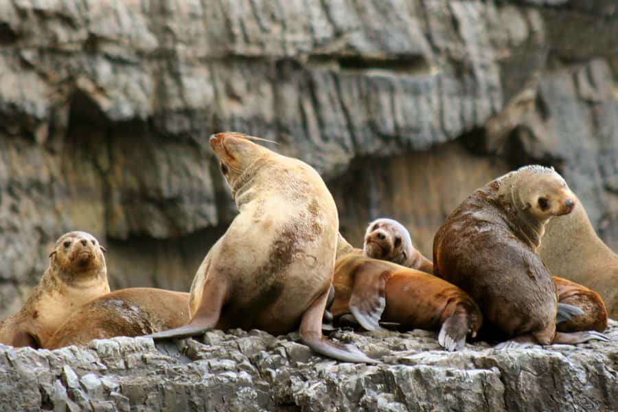 Tasman Peninsula Tour, Cruise & Port Arthur Historic Site - Three hours beside cliffs, caves, and open sea