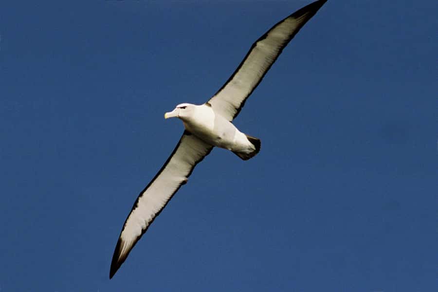 Tasman Peninsula Tour, Cruise & Port Arthur Historic Site - Wildlife sightings depend on the day