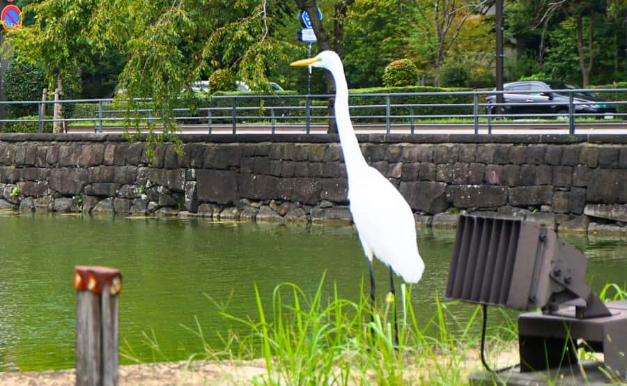 Tokyo: Imperial Palace Japanese History Walking Tour - Who will get the most from this tour