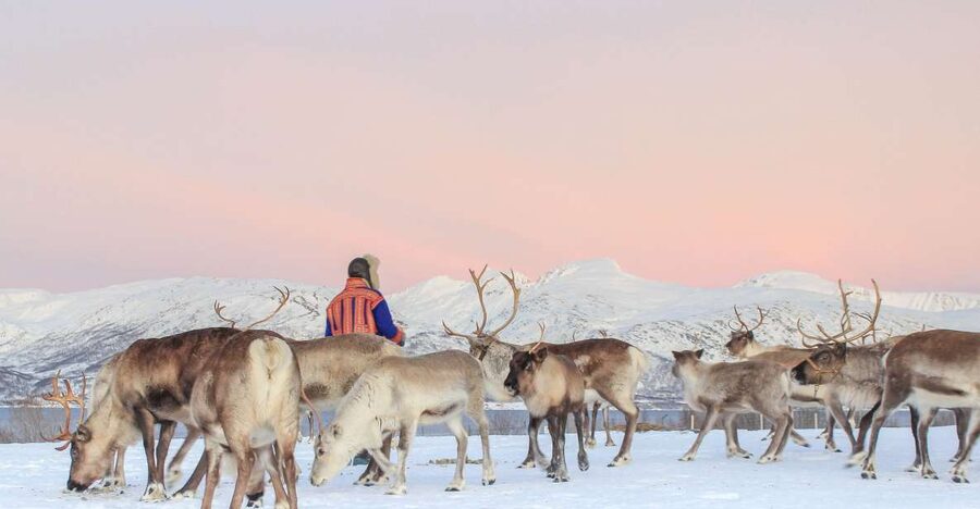 Tromsø: Reindeer Camp and Sami Cultural Tour with Lunch - Feeding a herd of 300 reindeer