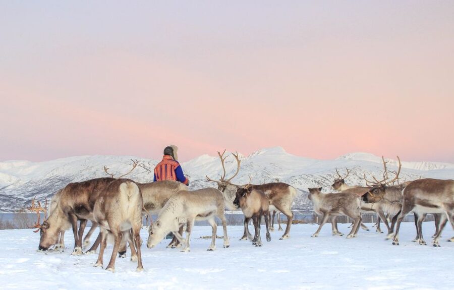 Tromsø: Reindeer Camp and Sami Cultural Tour with Lunch - Lunch by the fire: reindeer stew or vegetable soup