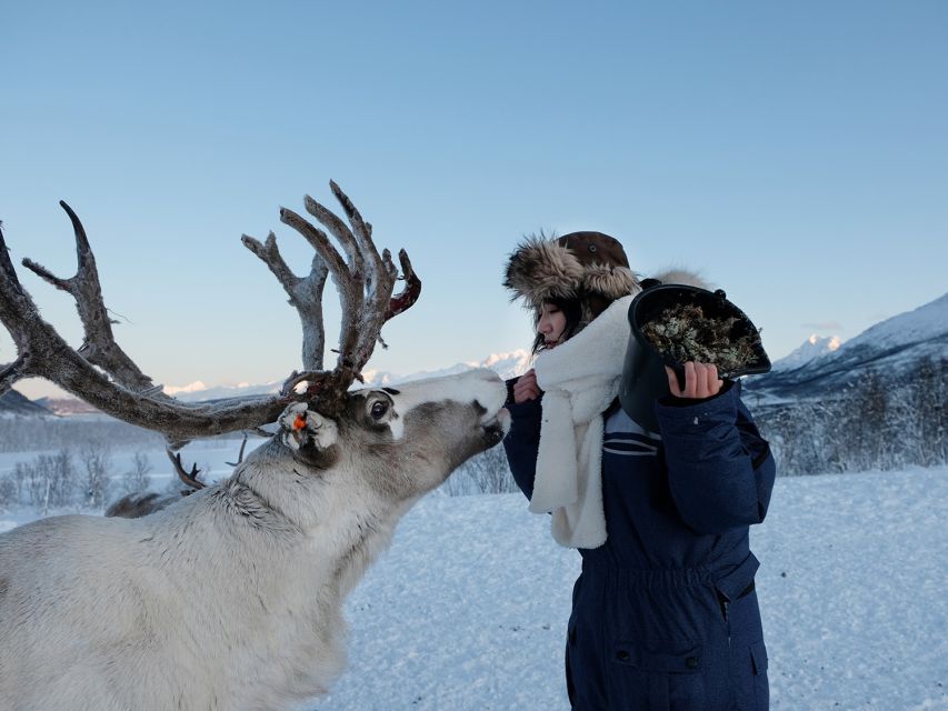 Tromsø: Sámi Reindeer Sledding and Sami Cultural Tour - Is $230 a fair price?