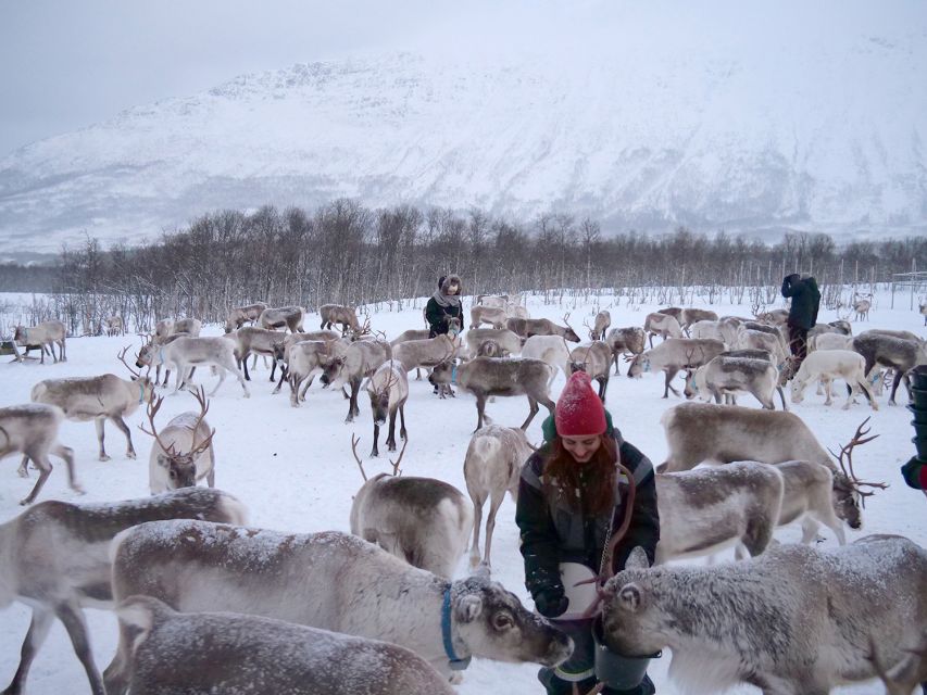 Tromsø: Sámi Reindeer Sledding and Sami Cultural Tour - Who will enjoy this tour most
