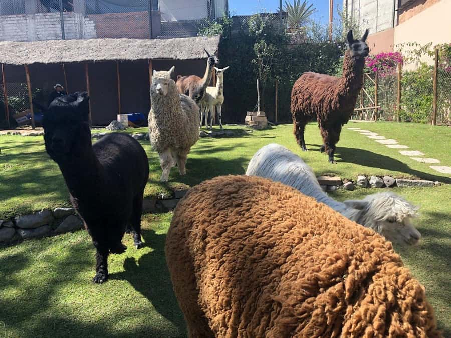 Walking tour in the Historic Center of Arequipa - Mundo Alpaca and Arequipa’s camelids