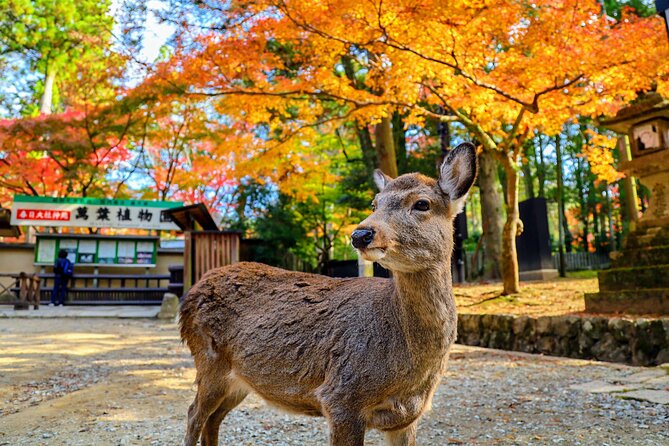 World Heritage Kyoto & Nara Uji Authentic Matcha Experience - Passing Fushimi Castle and Heijo Palace